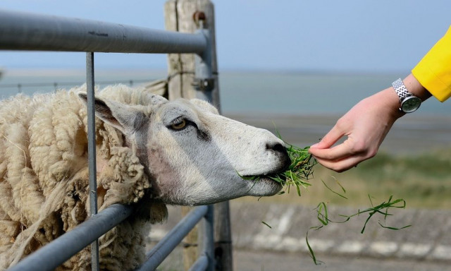 Οι επτά πληγές των κτηνοτρόφων - Πάνω από 15 χρόνια ταλαιπωρούνται από ζωονόσους