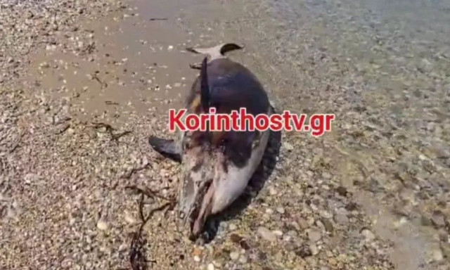 Κορινθία: Δελφίνι ξεβράστηκε νεκρό στην παραλία