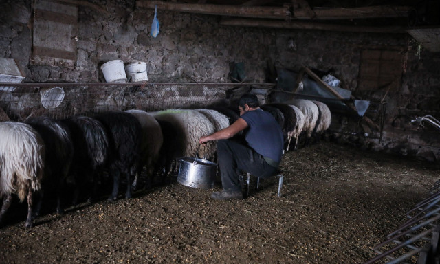 Πανώλη μικρών μηρυκαστικών: Περαιτέρω ελαφρύνσεις στα μέτρα για μετακινήσεις ζώντων ζώων