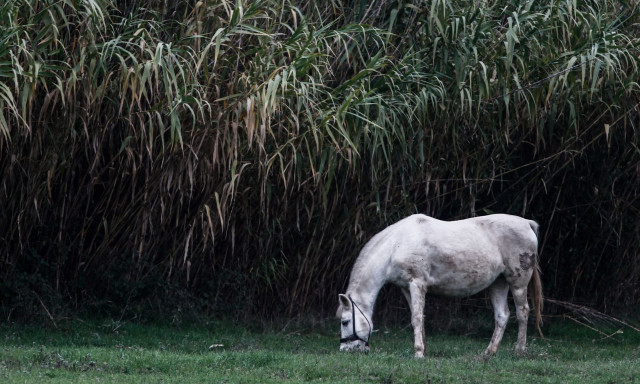 Αδιανόητη φρίκη στη Σαντορίνη: Έδεσαν άλογο και το άφησαν να πεθάνει από τη δίψα