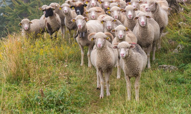 Πανώλη: Το επόμενο διάστημα εξειδικεύονται τα μέτρα για τις αποζημιώσεις των κτηνοτρόφων