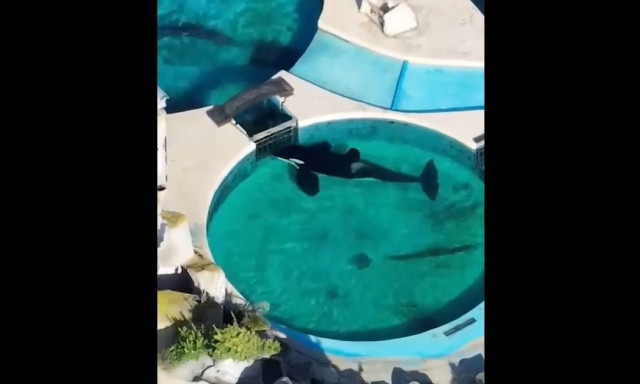 Συγκλονιστικά... θλιβερό: Δείτε τι έκανε η πιο «μοναχική» όρκα του κόσμου, μέσα στο ενυδρείο-φυλακή