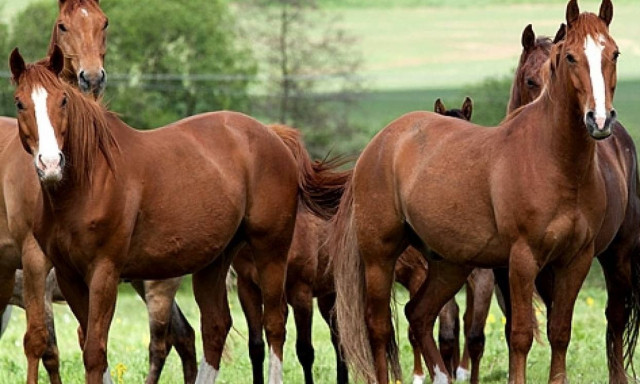 Το νησί που κατοικείται από 450 αλόγα