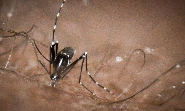Καταγράφηκε στη Θεσπρωτία κρούσμα του ιού του Δυτικού Νείλου