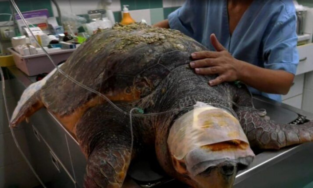 Μυτιλήνη: Διασώθηκε χελώνα καρέτα - καρέτα στον Πολιχνίτο