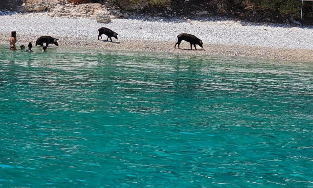 Λευκάδα: Αγριογούρουνα κολυμπούν στην παραλία της νησίδας Άτοκος