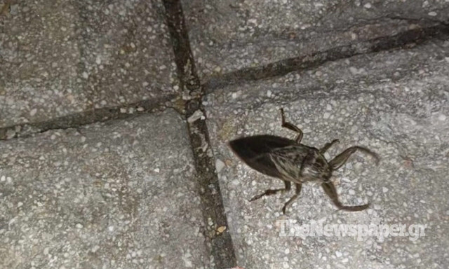 Συναγερμός στον Βόλο: Εμφανίστηκε ο λιθόκερος - Ανήσυχοι οι κάτοικοι για το δηλητηριώδες ζωύφιο