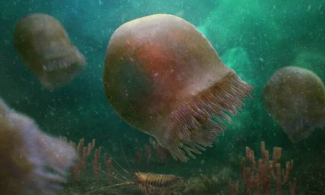 Ισπανία: Μάστιγα οι μέδουσες στις παραλίες