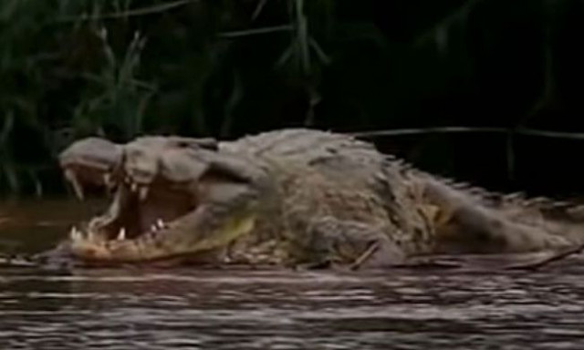 Gustave: Ο κροκόδειλος που έφαγε εκατοντάδες χωριά ζει ακόμα - Τρόμος στην Αφρική