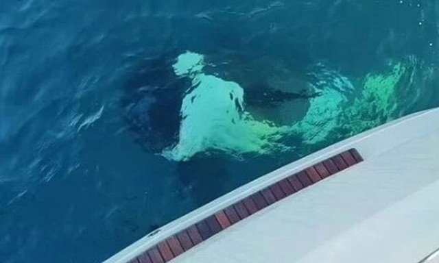 Νέο περιστατικό στα ανοιχτά της Ισπανίας με όρκες να εμβολίζουν σκάφος