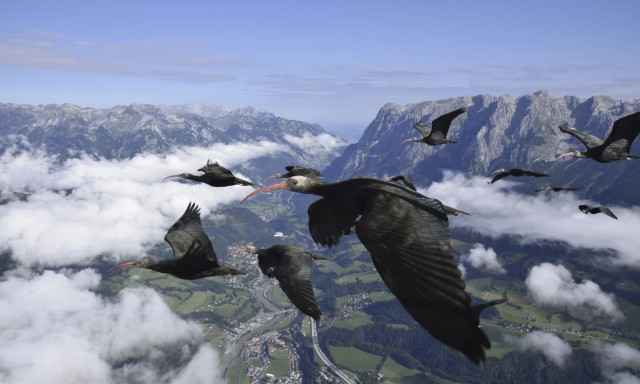 Αυτό το είδος πτηνού επέστρεψε από την εξαφάνιση - Οι άνθρωποι το βοηθούν να μεταναστεύει το χειμώνα