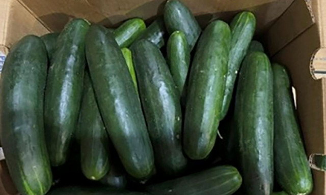 Ισλανδία: Γιατί το TikTok «εξαφάνισε» τα αγγούρια από τα ράφια των σούπερ μάρκετ - Στα ύψη η ζήτηση