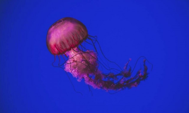 Τι να κάνετε αν σας τσιμπήσει μέδουσα