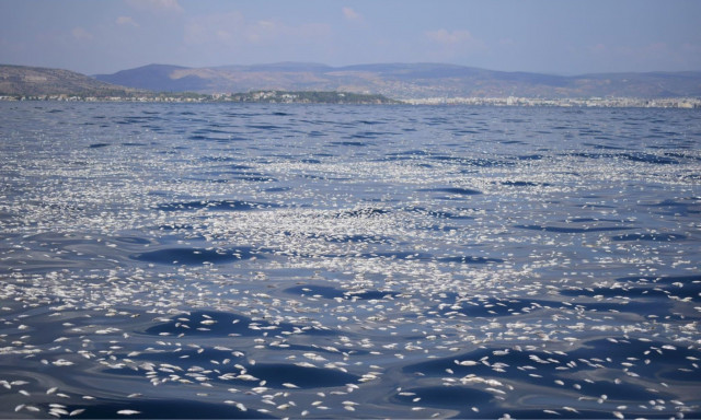 Λίμνη Κάρλα: Άδειαζαν τα νερά χωρίς δίχτυ για τα ψάρια - Μένει στα χαρτιά η μελέτη των Ολλανδών