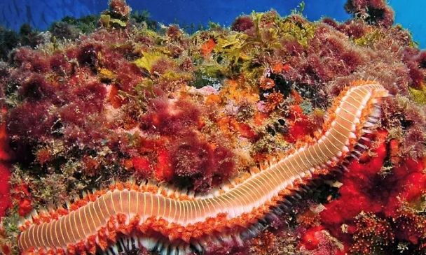 Πλημμυρίζει τις θάλασσες της Μεσογείου ο πυροσκώληκας