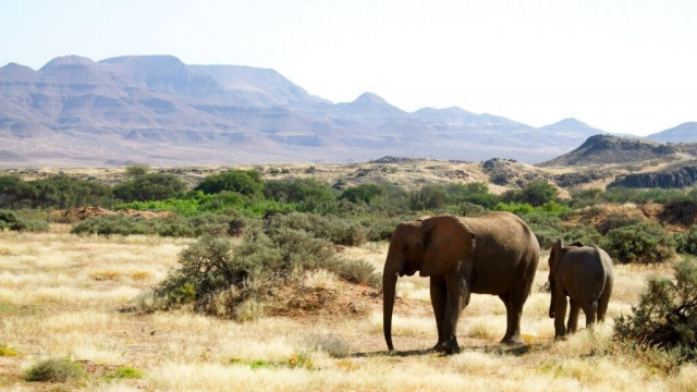 Η Ναμίμπια θα σκοτώσει περισσότερα από 700 άγρια ζώα για να ταΐσει τον πληθυσμό που πεινάει