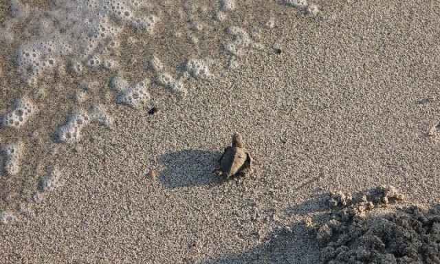 Οι επιστήμονες έλυσαν το μυστήριο των «χαμένων χρόνων» των θαλάσσιων χελωνών