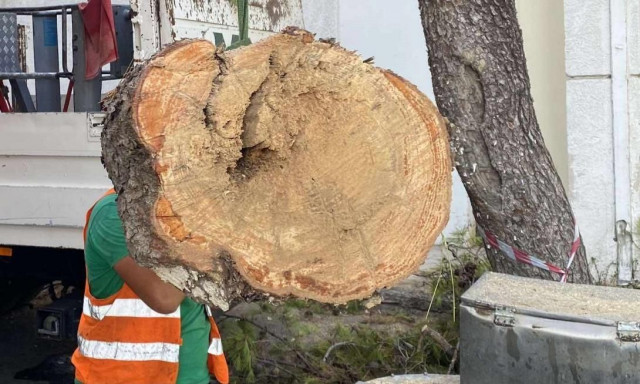 Κρήτη: Συνέλαβαν ξανά τον αντιδήμαρχο για κοπή δέντρου