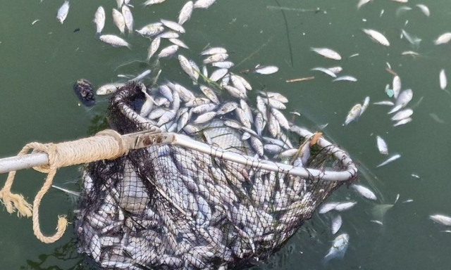 Στα μαχαίρια Κουρέτας και Μπέος για τα νεκρά ψάρια – «Ή εγώ ή αυτός» λέει ο περιφερειάρχης Θεσσαλίας