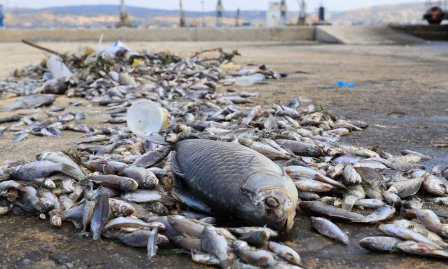 Μαρινάκης: Θα δοθούν εξηγήσεις για τα νεκρά ψάρια στον Βόλο