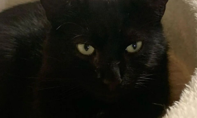 Βρετανία: Η διάρρηξη σε καταφύγιο τρόμαξε τις γάτες - Έφυγαν 8, γύρισαν οι δύο