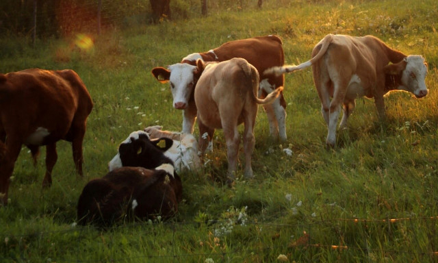 Λευκάδα: Η θάλασσα ξέβρασε αγελάδες