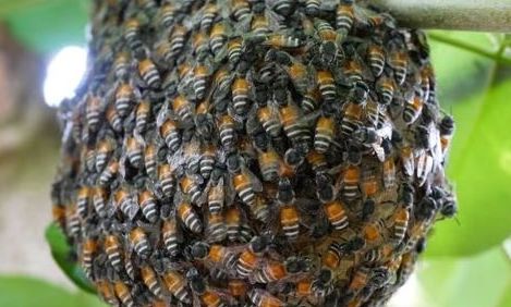 Αποικία κόκκινης μέλισσας - νάνου βρέθηκε στην Ευρώπη - Γιατί ανησυχούν οι επιστήμονες