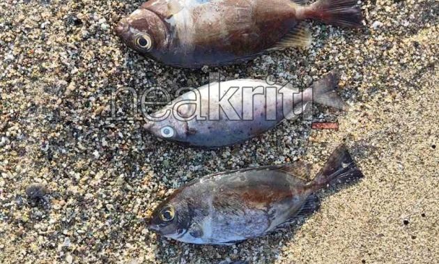 Κρήτη: Εντοπίστηκαν νεκρά ψάρια και σε παραλία της Σητείας