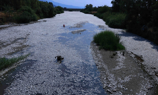 Βόλος: Άγριες κόντρες για τα χιλιάδες νεκρά ψάρια – Ξεκίνησαν οι εργασίες καθαρισμού