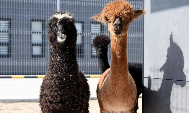 Έπιασαν στα ελληνοτουρκικά σύνορα αμάξι με καγκουρό, αλπακά και άλλα εξωτικά ζώα