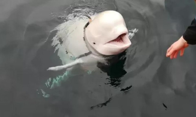 Πέθανε η φάλαινα, που την αποκάλεσαν «κατάσκοπο» της Ρωσίας