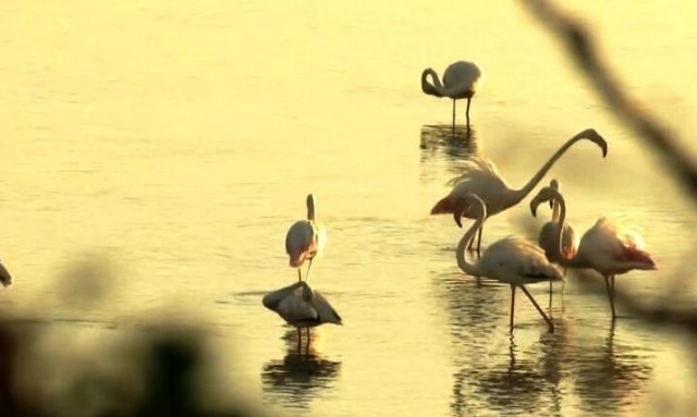 Ροζ φλαμίνγκο: Έκαναν την εμφάνισή τους στη λίμνη Κερκίνη