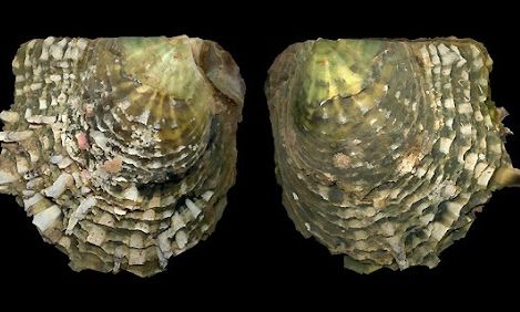 Σημαντικές έρευνες για το Μαργαριτοφόρο όστρακο (Pictada radiata) στον Ευβοϊκό Κόλπο