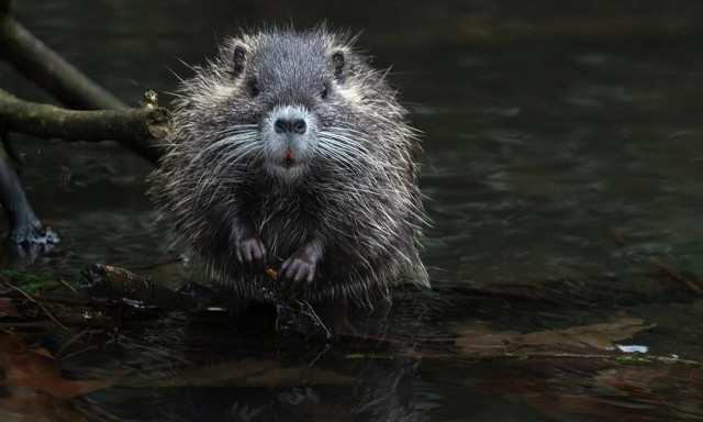 Φιλανθρωπικές οργανώσεις για την άγρια φύση ζητούν την απελευθέρωση καστόρων στα ποτάμια