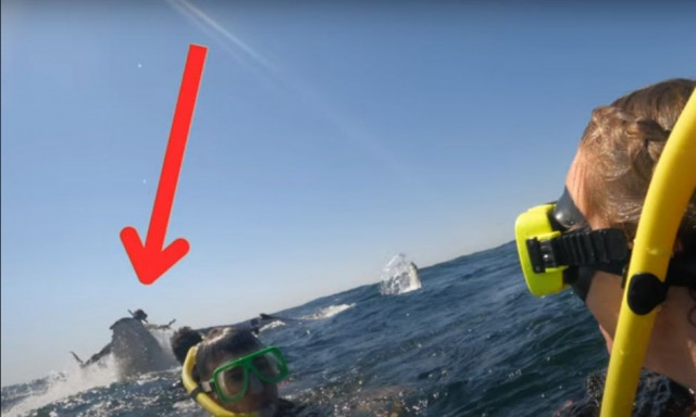 Η στιγμή που φάλαινα 30 τόνων πετάει στον αέρα κολυμβητή