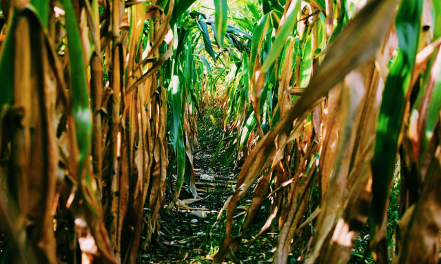 ΗΠΑ: Αίσιο τέλος στη νυχτερινή περιπέτεια 3χρονου - Χάθηκε σε χωράφι αναζητώντας τη γάτα του