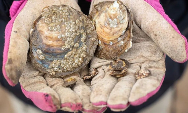 Νέα τεχνική αναπαραγωγής στοχεύει στην επιστροφή των στρειδιών