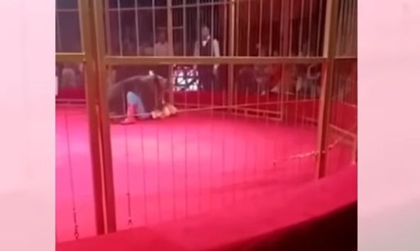 Ρωσία: Η στιγμή που αρκούδα επιτίθεται στον θηριοδαμαστή της μπροστά σε θεατές τσίρκου