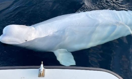 Νορβηγία: Η φάλαινα-κατάσκοπος «Χβαλντιμιρ» σκοτώθηκε από πυροβολισμούς!