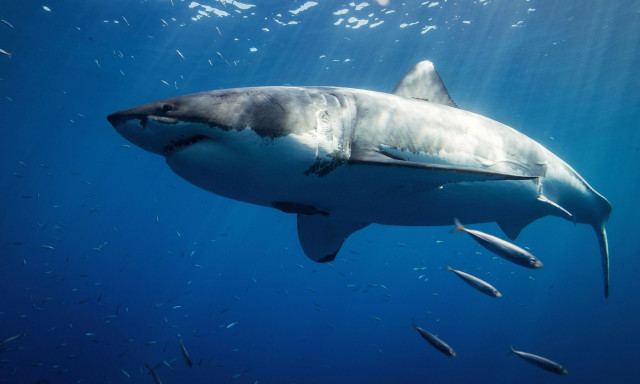 Κανίβαλοι μεγάλοι λευκοί καρχαρίες στο τρίγωνο των Βερμούδων - Έμειναν άφωνοι οι επιστήμονες