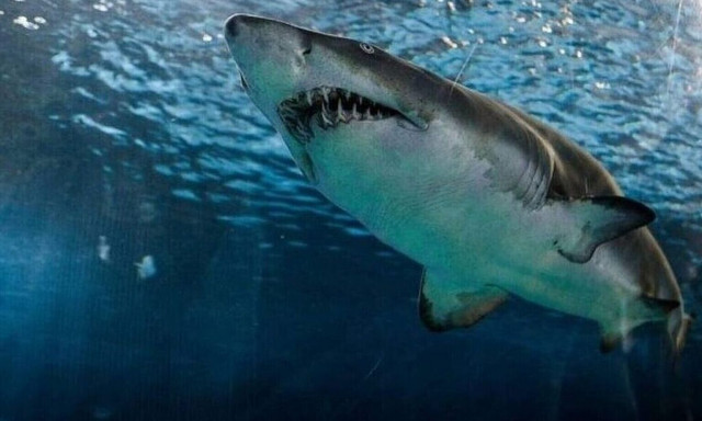 Σοκ για ερευνητές: Κανιβαλισμός σε καρχαρίες - Θηρευτής κατασπάραξε έγκυο