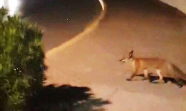 Καλαμάτα: Βραδινή βόλτα για μια αλεπού στην παραλία