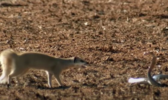 Επική μάχη: Σκίουρος Vs κόμπρας - Ο νικητής που δεν φαντάζεστε
