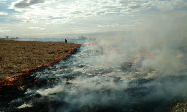 Τι είναι η αρχαία πρακτική της «καλής φωτιάς» που καίει λιβάδια - Σώζει πουλιά, αρκούδες και μούρα