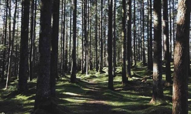 Τα δάση της Νορβηγίας υπερτριπλασιάστηκαν μέσα σε εκατό χρόνια