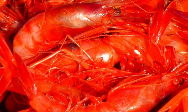 Συναγερμός για την πανώλη της καραβίδας - Σε απόγνωση οι ψαράδες