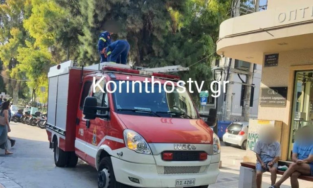 Κόρινθος: Γάτα εγκλωβίστηκε στο κέντρο της πόλης - Η πυροσβεστική την έσωσε