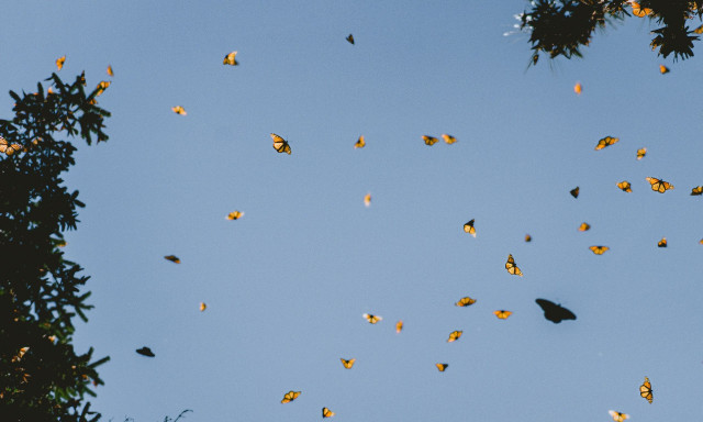Αγγλία: Μειώθηκαν δραματικά οι πεταλούδες