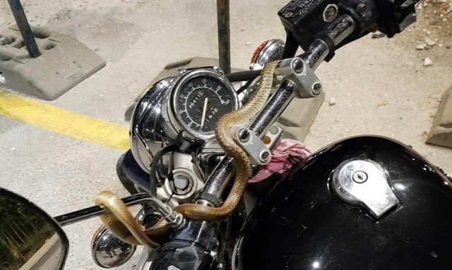 Τρόμος στην Ηγουμενίτσα: Οδηγός μηχανής βρήκε εν κινήσει φίδι τυλιγμένο στο... τιμόνι του