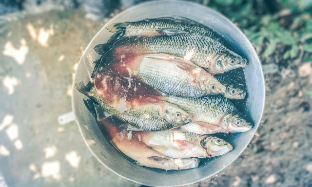 Τα τρία ψάρια που πρέπει να σταματήσετε να τρώτε